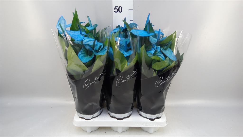 Горшечные цветы и растения оптом Anthurium Andr. cocos от 6шт из Голландии с доставкой по России