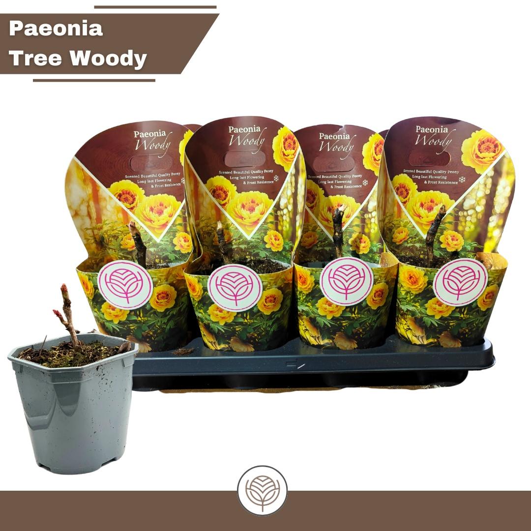 Горшечные цветы и растения оптом Paeonia Suffruticosa от 8шт из Голландии с доставкой по России