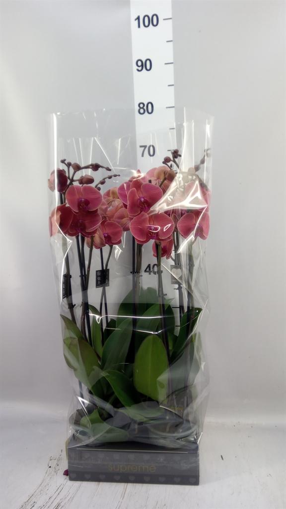 Горшечные цветы и растения оптом Phalaenopsis ...orange от 5шт из Голландии с доставкой по России