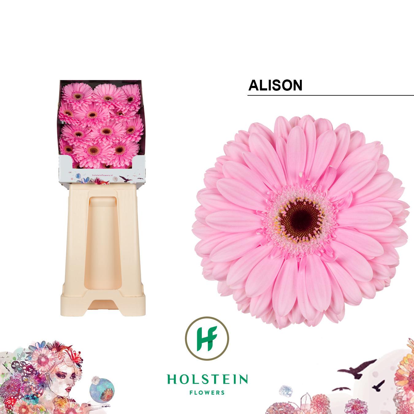 Срезанные цветы оптом Gerbera diamond alison от 45шт из Голландии с доставкой по России