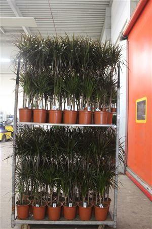 Горшечные цветы и растения оптом Dra Marg Magenta от 1шт из Голландии с доставкой по России