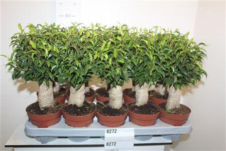 Горшечные цветы и растения оптом Fic Be Natasja+jute от 10шт из Голландии с доставкой по России