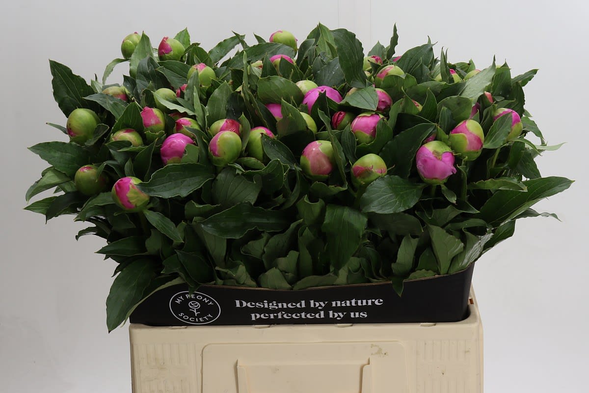 Срезанные цветы оптом Paeonia monsieur jules elie от 80шт из Голландии с доставкой по России