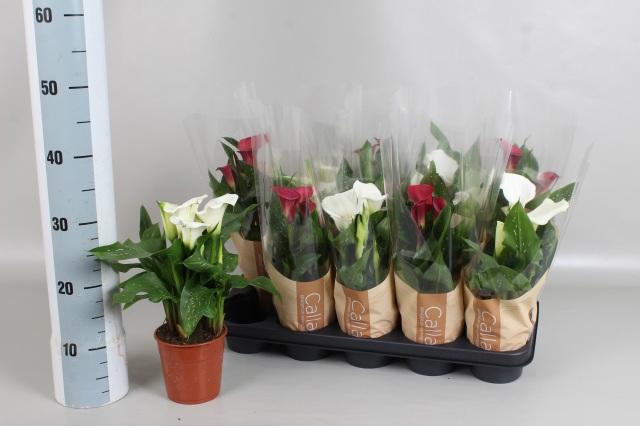 Горшечные цветы и растения оптом Zant Gem от 10шт из Голландии с доставкой по России