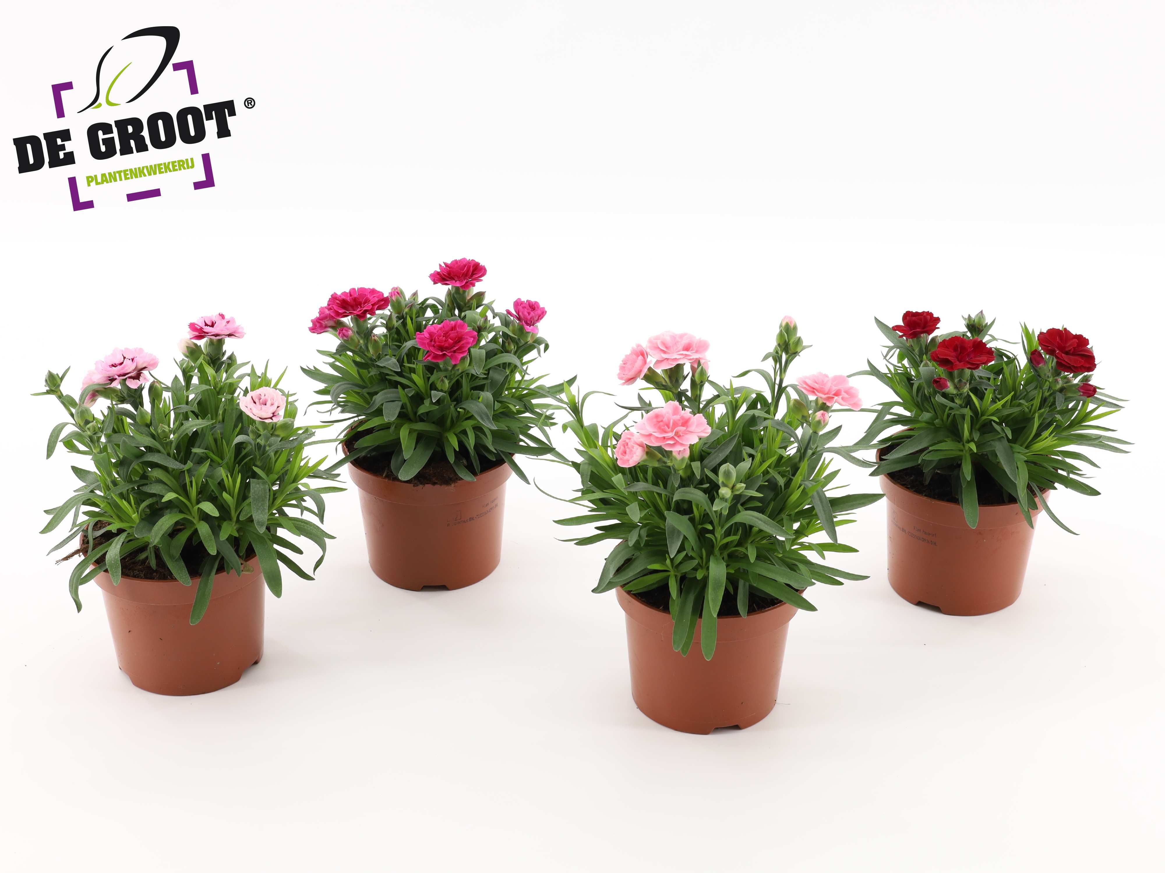 Горшечные цветы и растения оптом Dianthus Oscar Serie (mix Per Kar) от 8шт из Голландии с доставкой по России