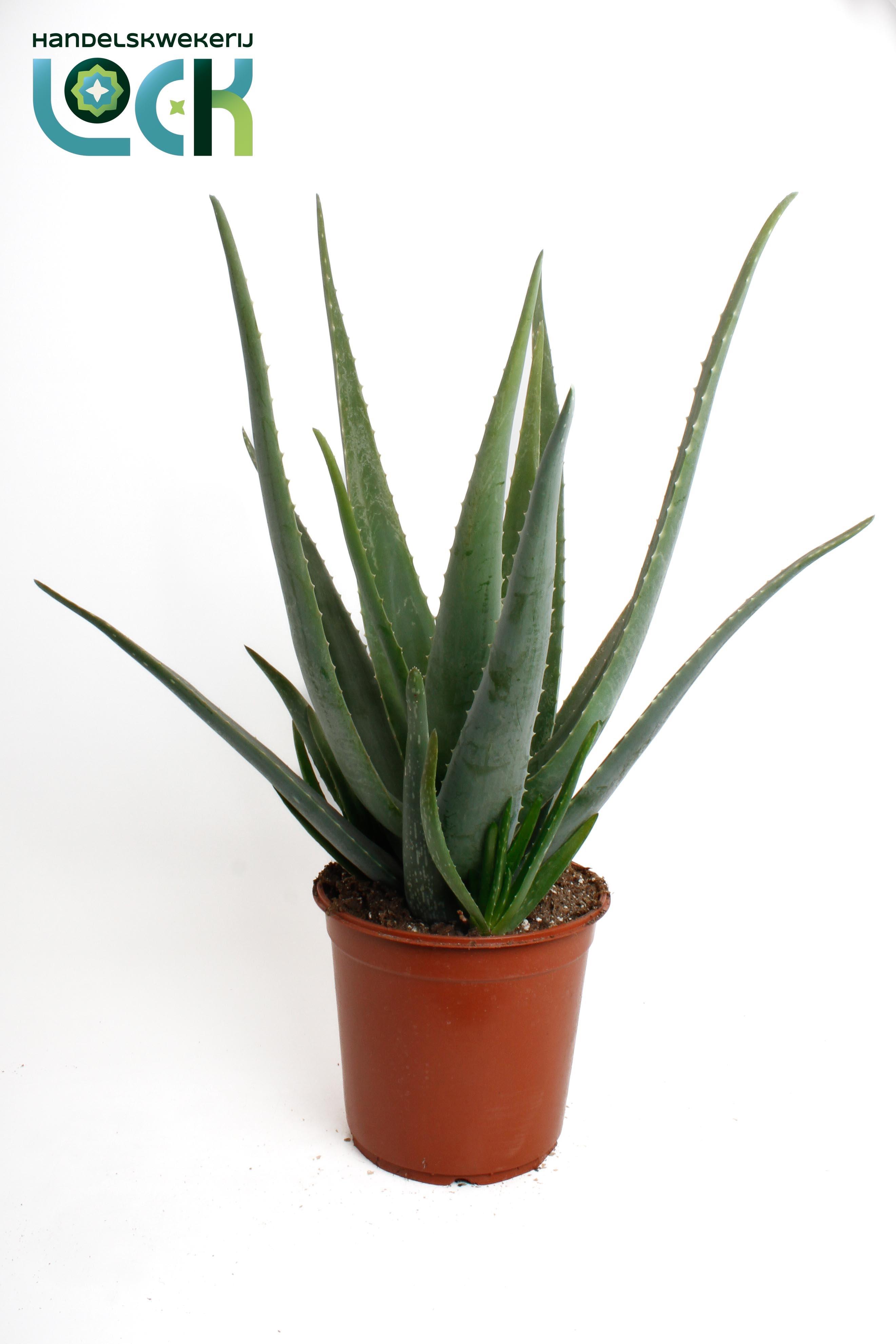 Горшечные цветы и растения оптом Aloe Vera от 2шт из Голландии с доставкой по России