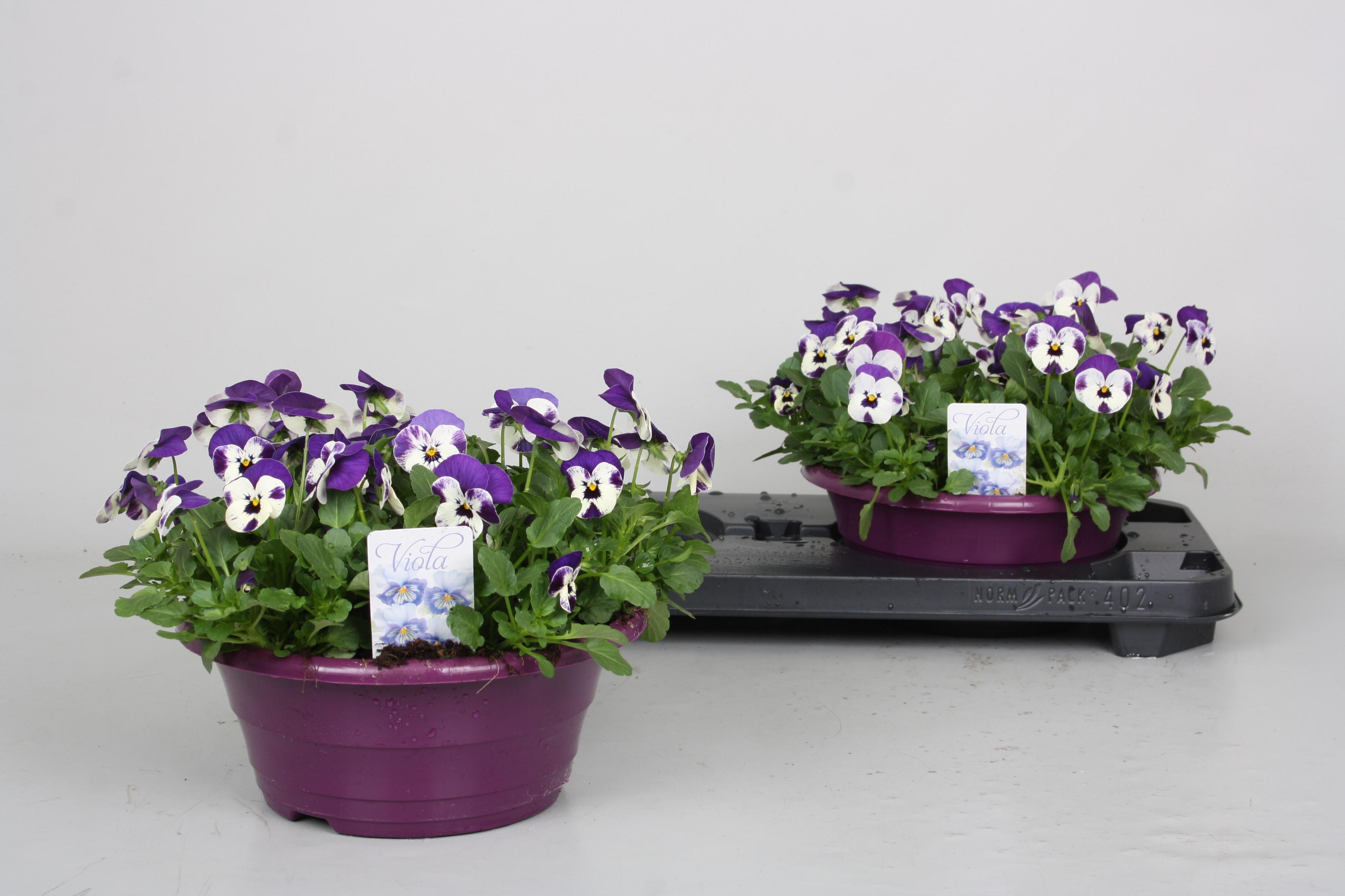 Горшечные цветы и растения оптом Vio Co Pp Viol  & Wh от 2шт из Голландии с доставкой по России
