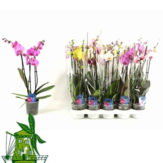 Горшечные цветы и растения оптом Phalaenopsis Mix от 6шт из Голландии с доставкой по России