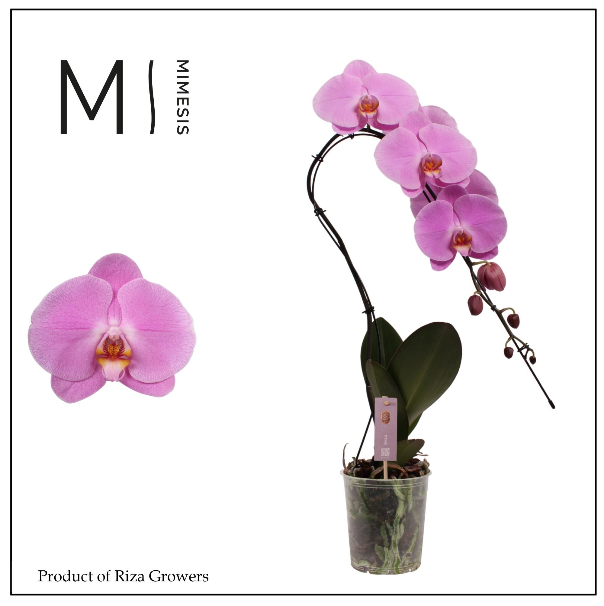 Горшечные цветы и растения оптом Phal Swan 1st Xl Pink (mimesis) от 4шт из Голландии с доставкой по России