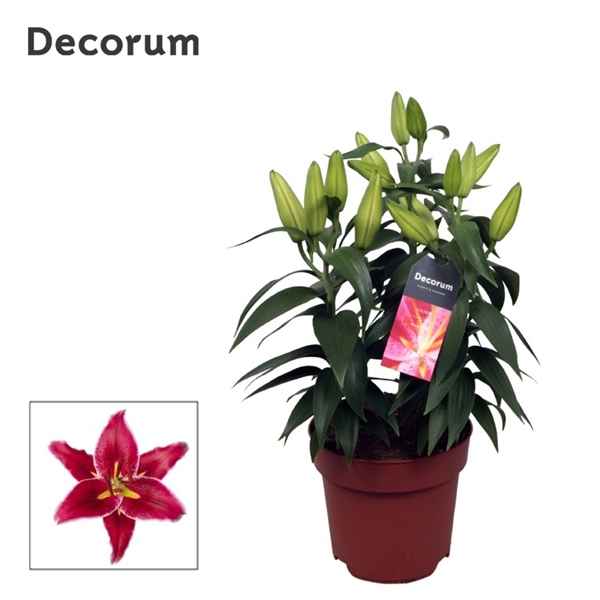 Горшечные цветы и растения оптом Lilium Or Magny Cours 4pp (decorum) от 6шт из Голландии с доставкой по России