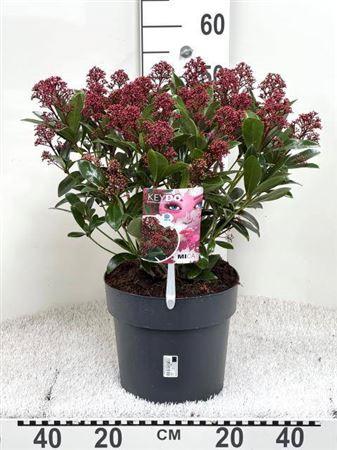 Горшечные цветы и растения оптом Skim Japonica 20+ от 1шт из Голландии с доставкой по России