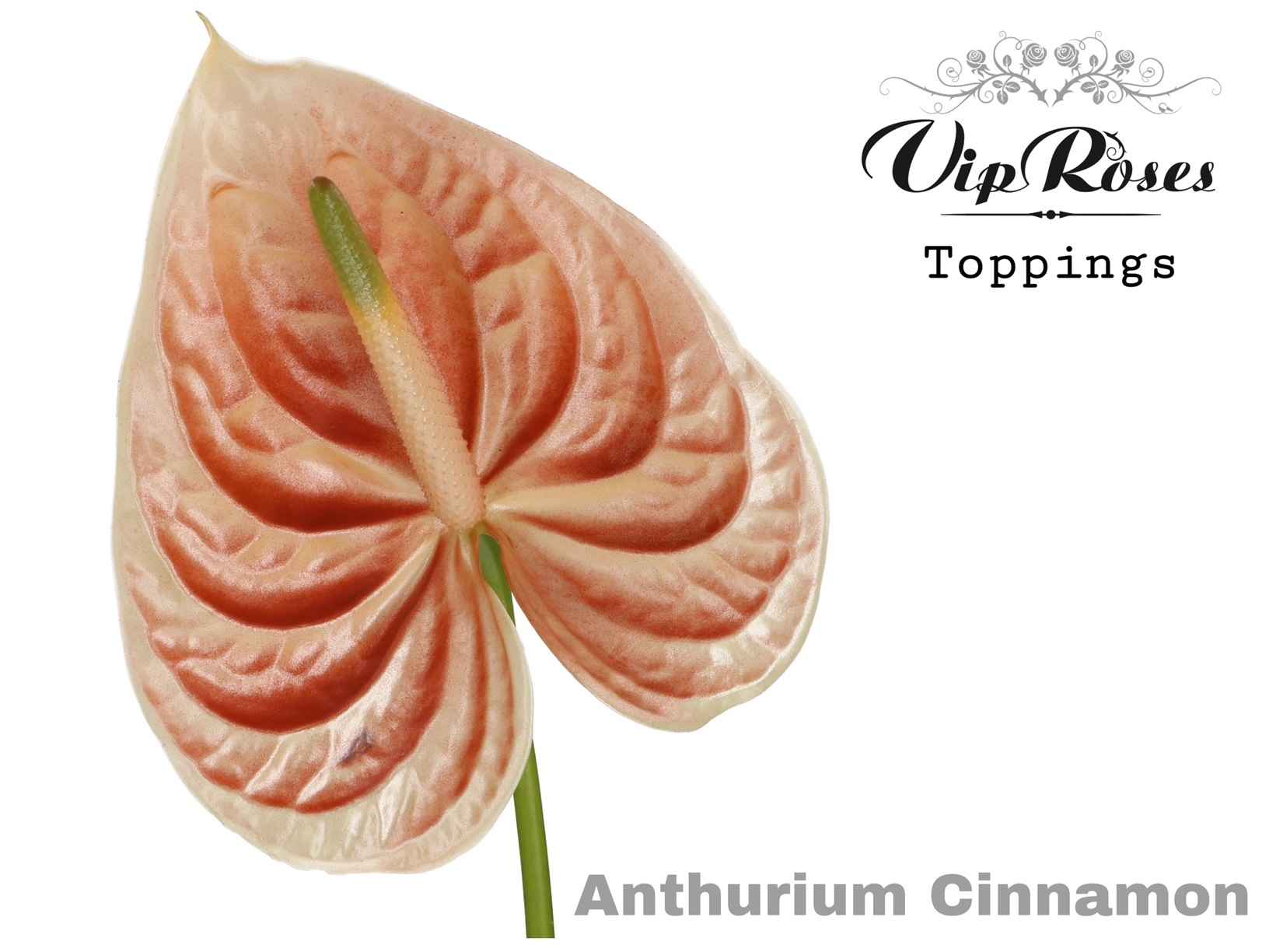 Срезанные цветы оптом Anthurium paint cinnamon от 12шт из Голландии с доставкой по России