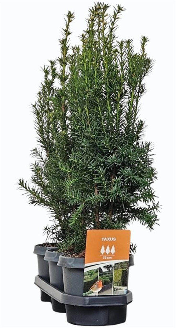 Горшечные цветы и растения оптом Taxus Media Hicksii (hedgeline) от 3шт из Голландии с доставкой по России