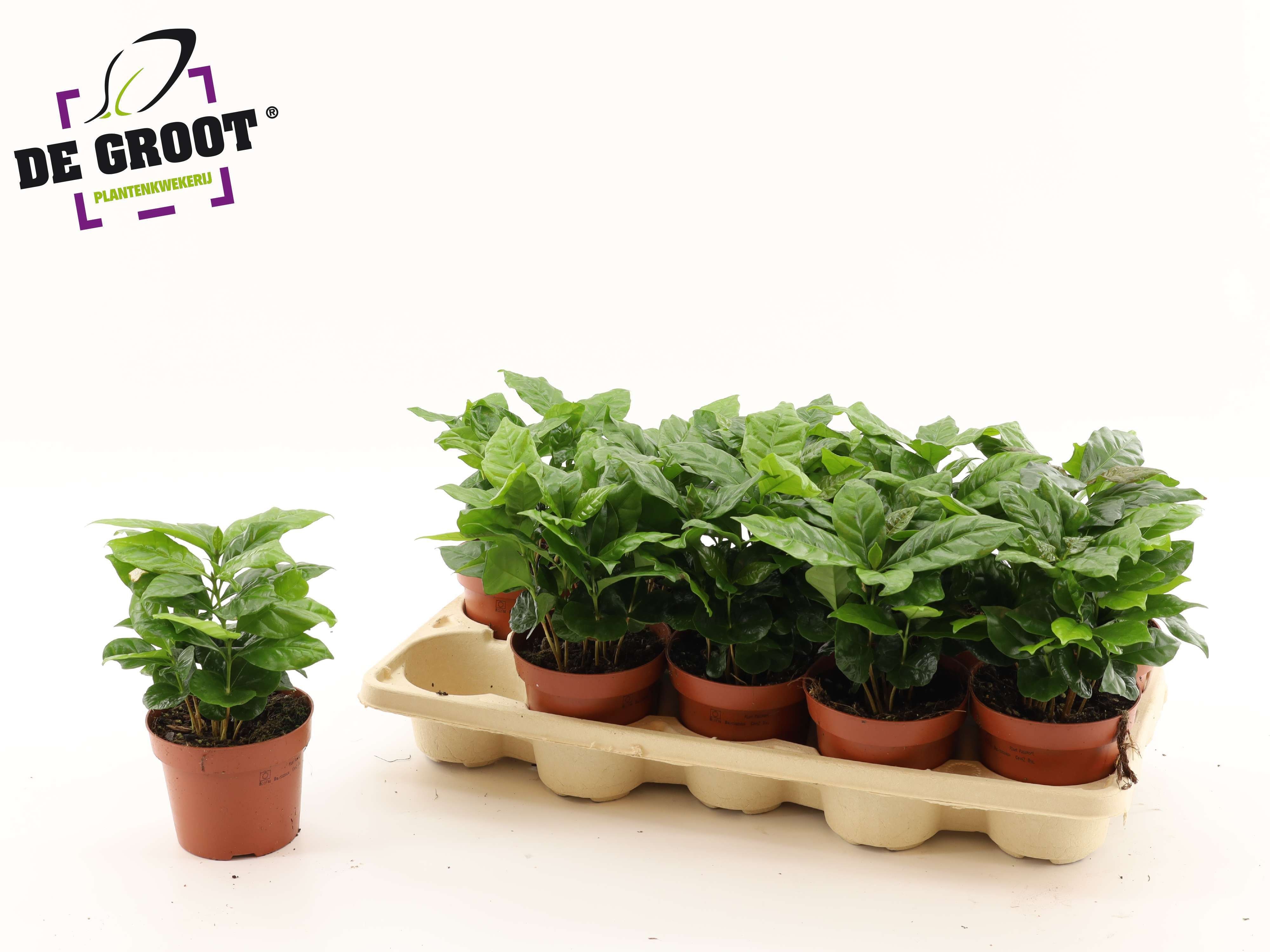 Горшечные цветы и растения оптом Coffea Arabica от 10шт из Голландии с доставкой по России