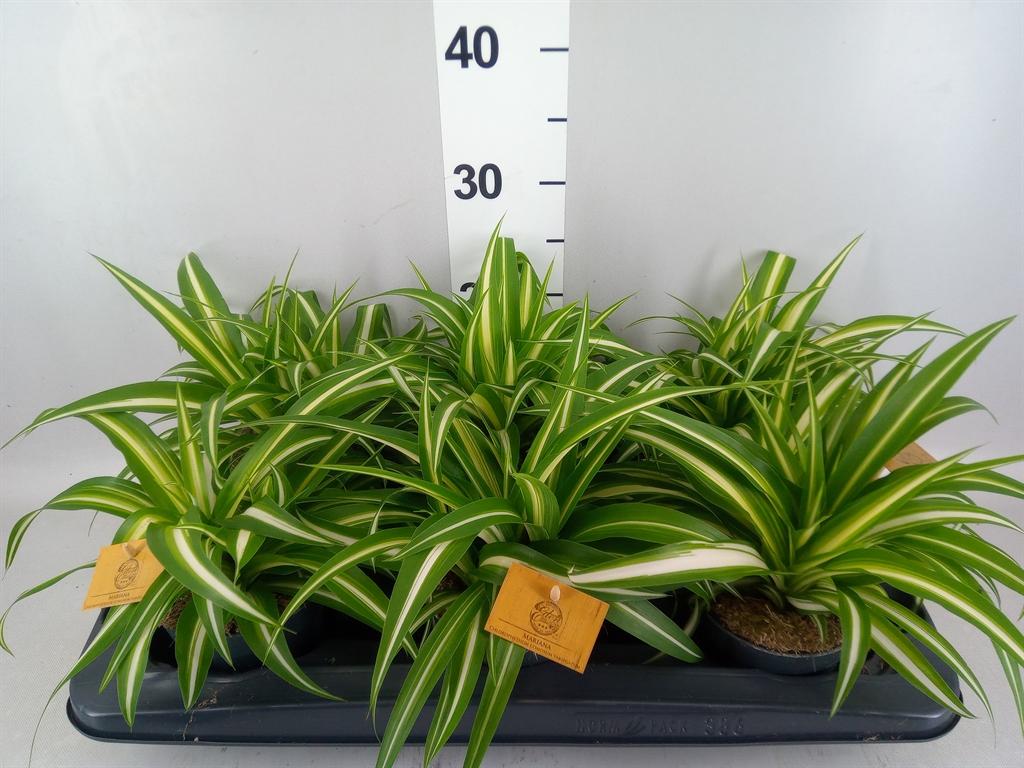 Горшечные цветы и растения оптом Chlorophytum Com. variegatum от 6шт из Голландии с доставкой по России