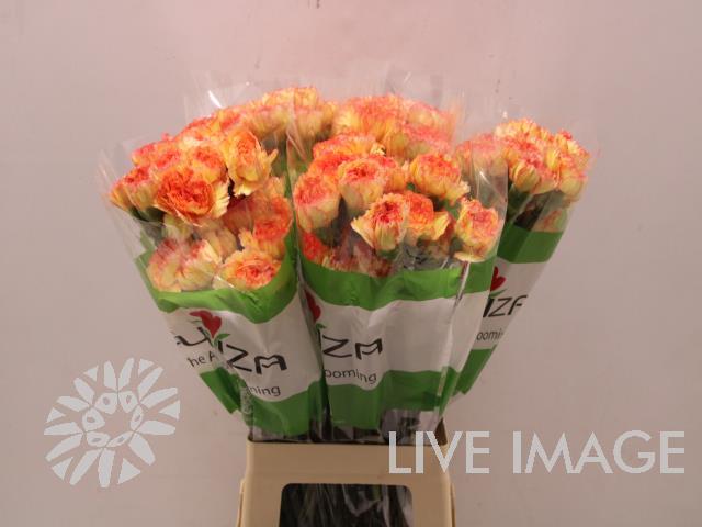 Срезанные цветы оптом Dianthus st boiro от 100шт из Голландии с доставкой по России