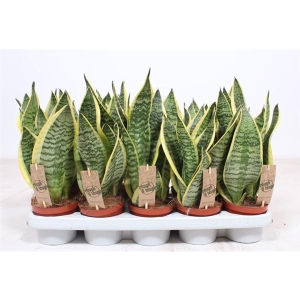 Горшечные цветы и растения оптом Sansevieria Superba 3pp от 10шт из Голландии с доставкой по России
