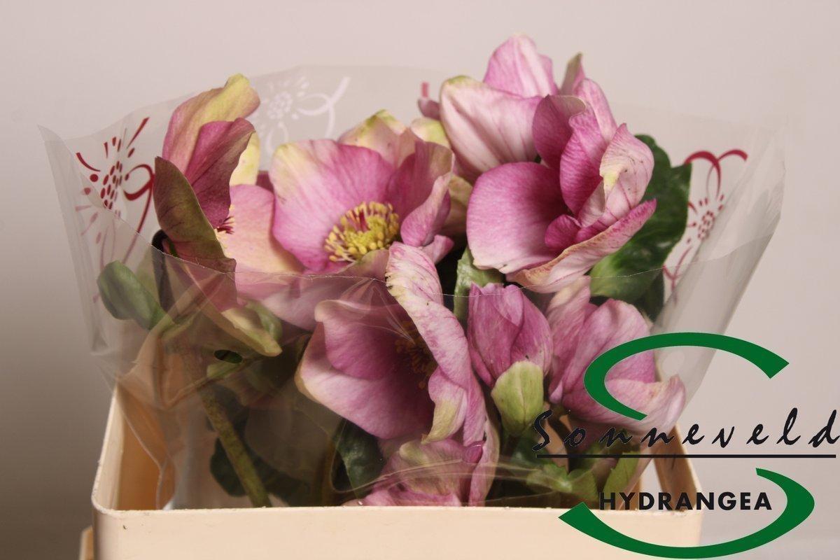 Срезанные цветы оптом Helleborus bella pink от 10шт из Голландии с доставкой по России