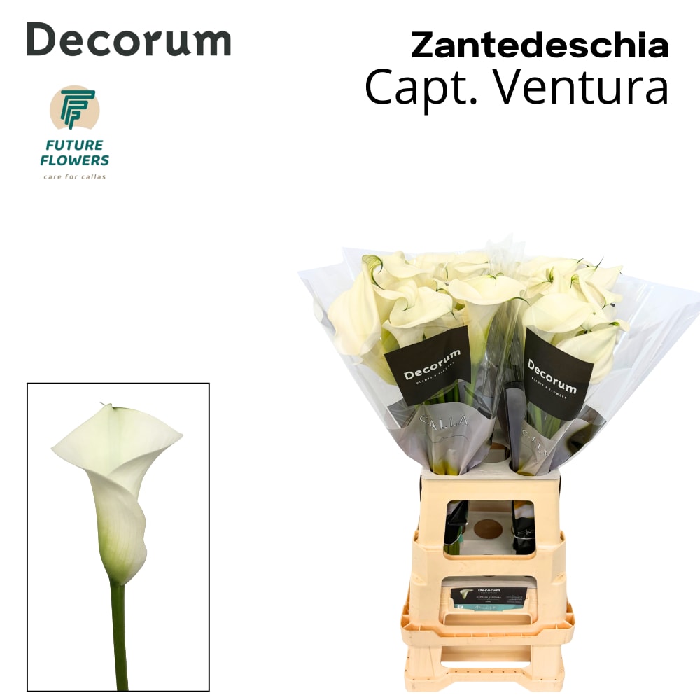 Срезанные цветы оптом Zantedeschia captain ventura от 40шт из Голландии с доставкой по России