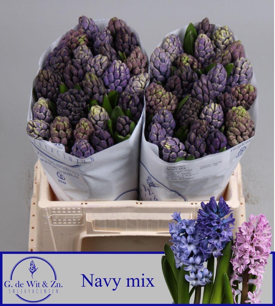 Срезанные цветы оптом Hyacinthus navy mix от 50шт из Голландии с доставкой по России