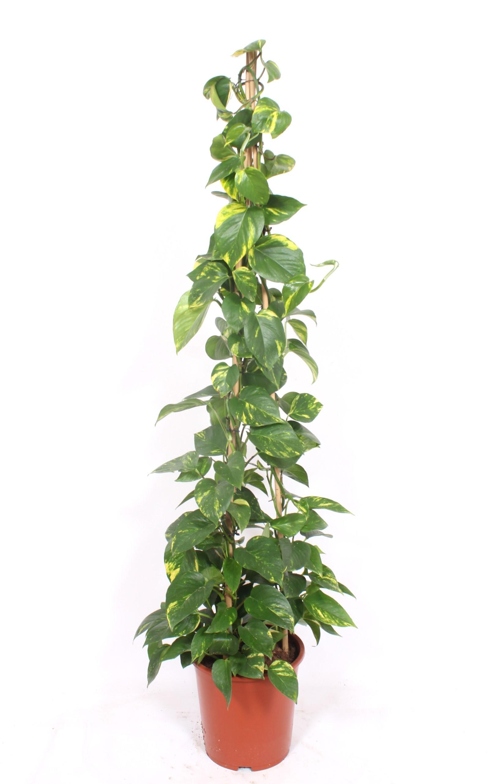 Горшечные цветы и растения оптом Epipremnum Aureum Piramide от 1шт из Голландии с доставкой по России