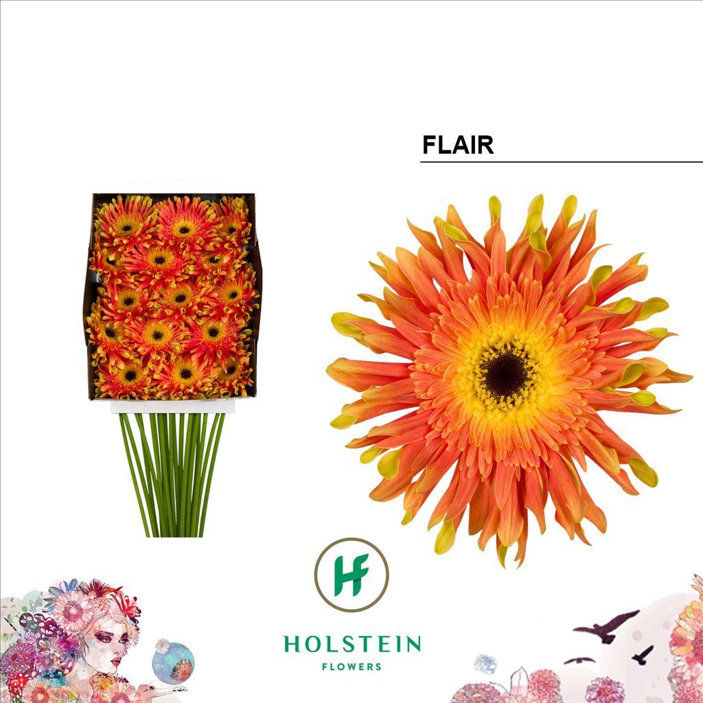 Срезанные цветы оптом Gerbera diamond gerpasta flair от 15шт из Голландии с доставкой по России