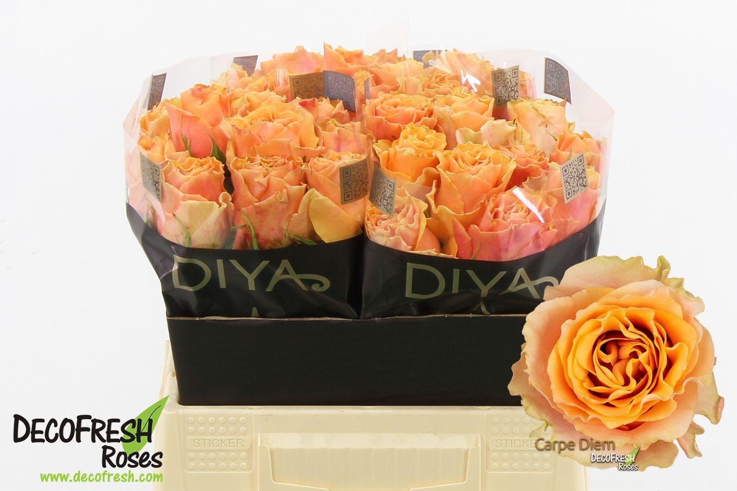 Срезанные цветы оптом Rosa large carpe diem от 30шт из Голландии с доставкой по России