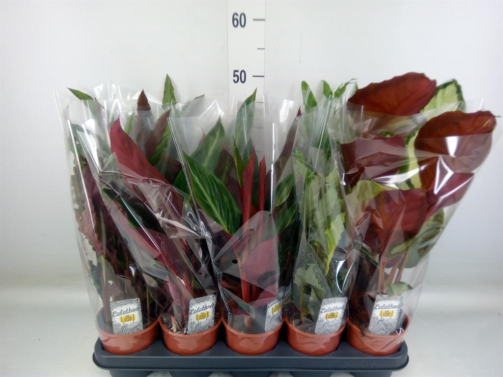 Горшечные цветы и растения оптом Calathea   ...mix 3 от 10шт из Голландии с доставкой по России