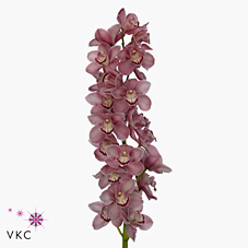 Срезанные цветы оптом Cymbidium pink esmeralda от 2шт из Голландии с доставкой по России