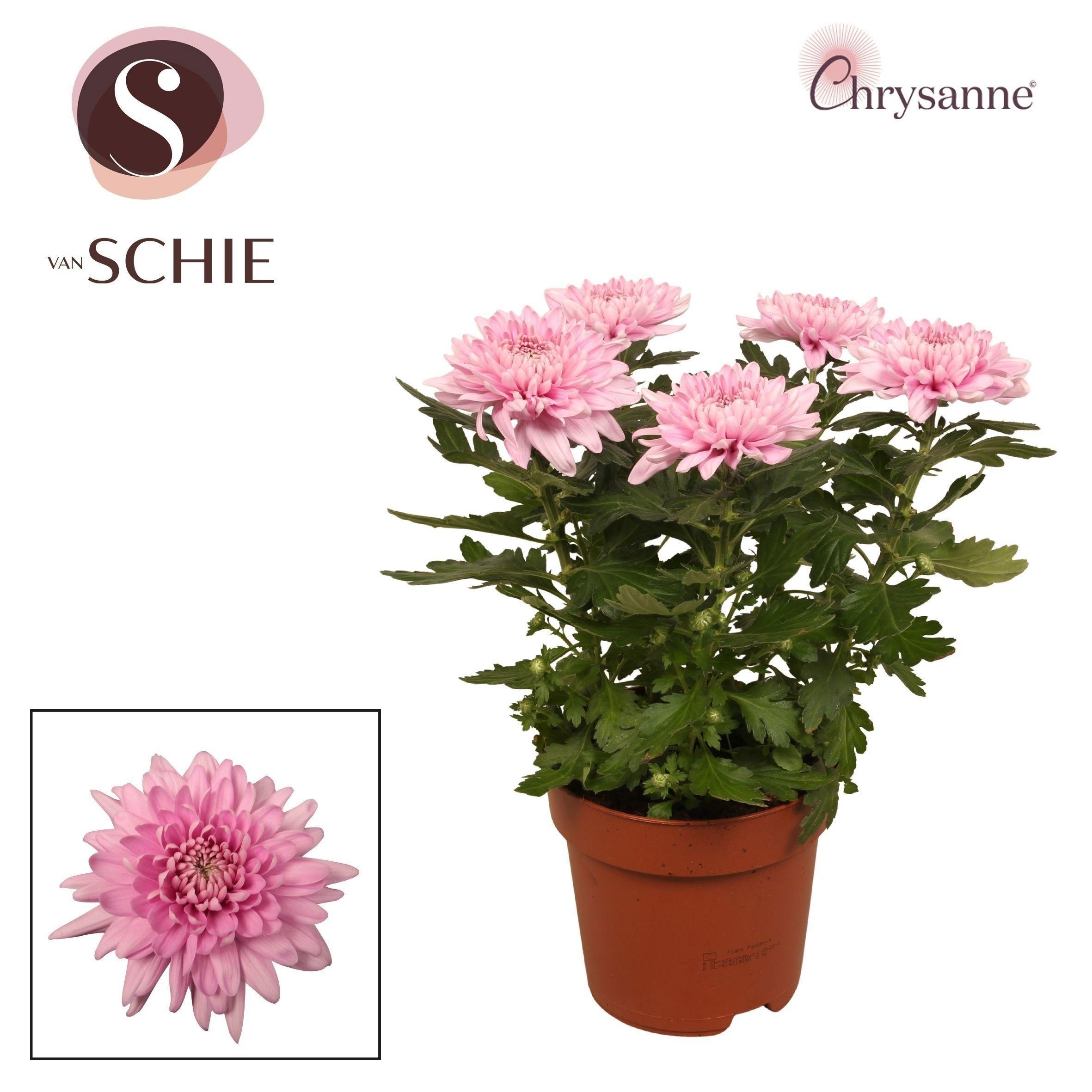 Горшечные цветы и растения оптом Chrys Supnova Pink от 6шт из Голландии с доставкой по России