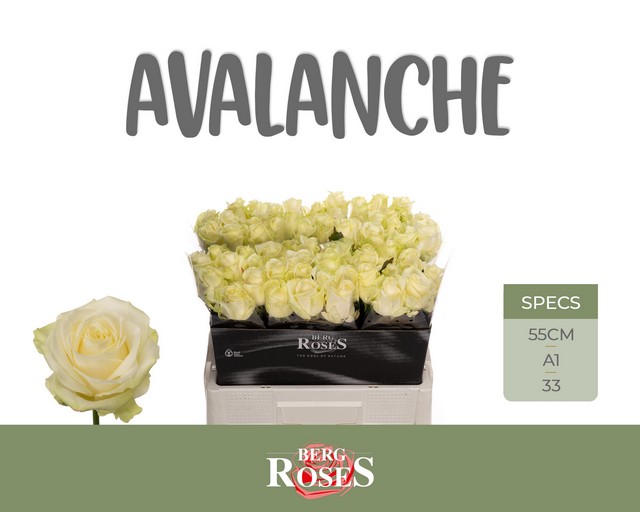 Срезанные цветы оптом Rosa large avalanche+ от 60шт из Голландии с доставкой по России