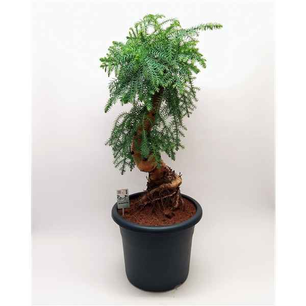 Горшечные цветы и растения оптом Bonsai Araucaria Cunninghammii от 1шт из Голландии с доставкой по России