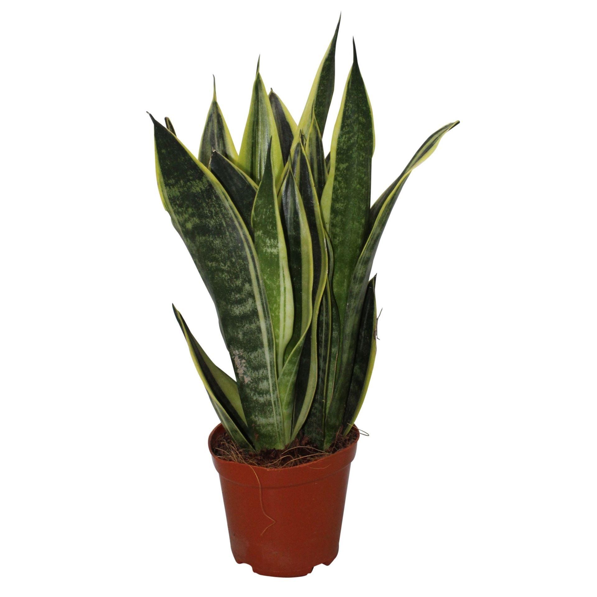 Горшечные цветы и растения оптом Sansevieria star Canary от 6шт из Голландии с доставкой по России