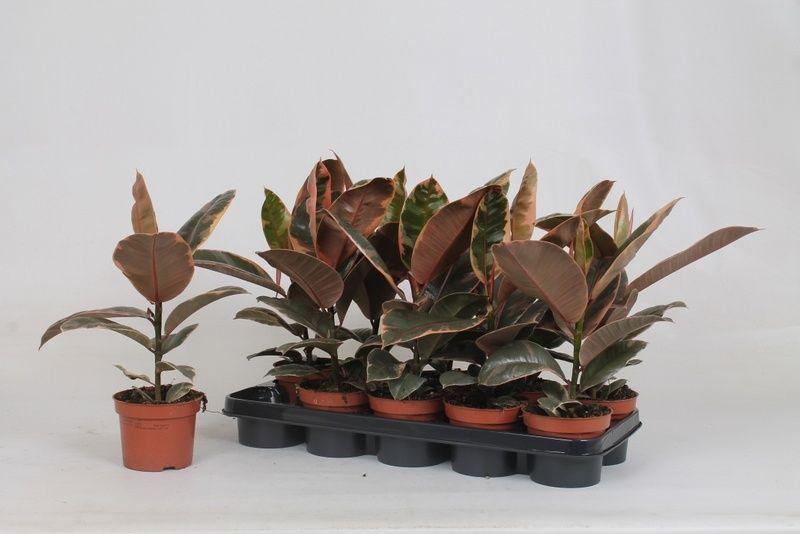 Горшечные цветы и растения оптом Fic El Belize от 10шт из Голландии с доставкой по России