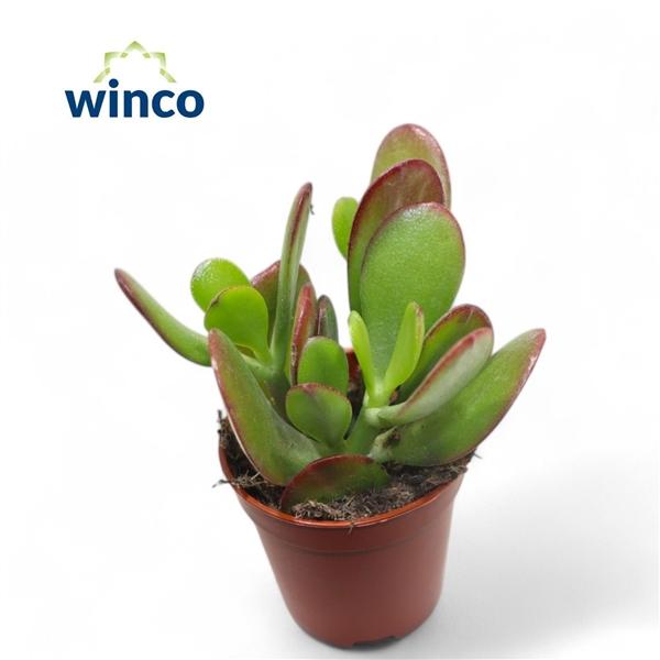 Горшечные цветы и растения оптом Crassula Ovata от 20шт (для телеги) из Голландии с доставкой по России