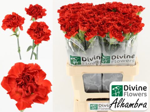 Срезанные цветы оптом Dianthus st alhambra от 80шт из Голландии с доставкой по России