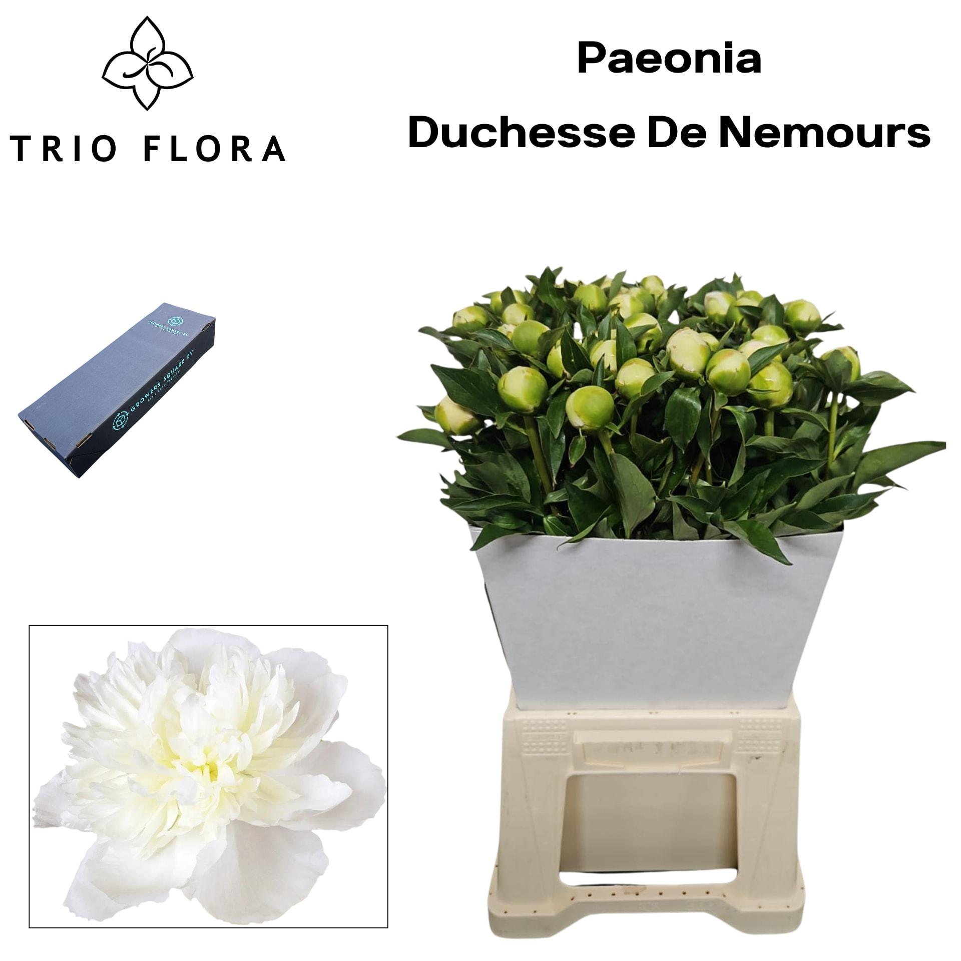 Срезанные цветы оптом Paeonia duchess de nemours от 120шт из Голландии с доставкой по России