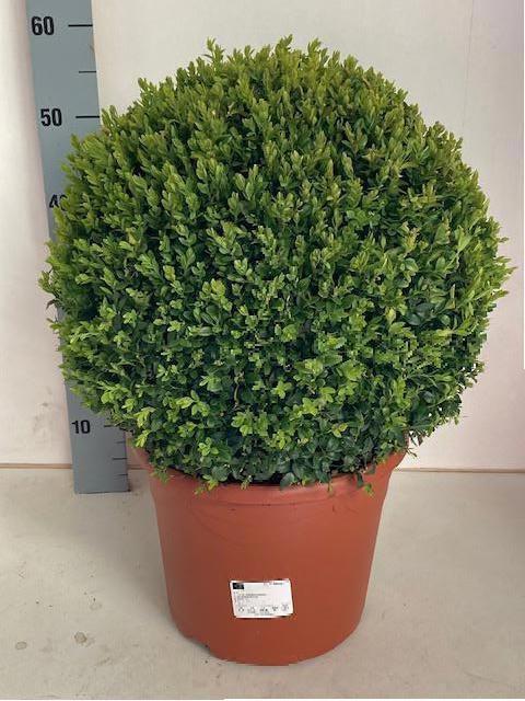 Горшечные цветы и растения оптом Buxus Semp Ball от 1шт из Голландии с доставкой по России