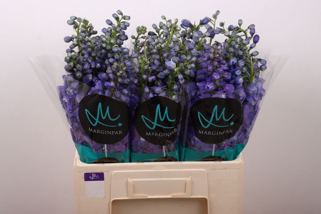 Срезанные цветы оптом Delphinium el guardian blue от 40шт из Голландии с доставкой по России