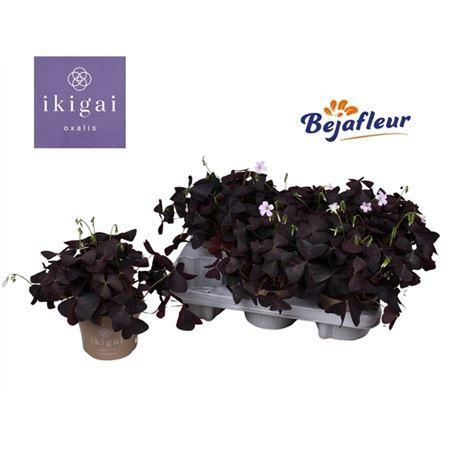 Горшечные цветы и растения оптом Oxalis Triangularis от 8шт из Голландии с доставкой по России