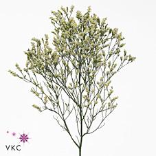 Срезанные цветы оптом Limonium pina colada от 75шт из Голландии с доставкой по России