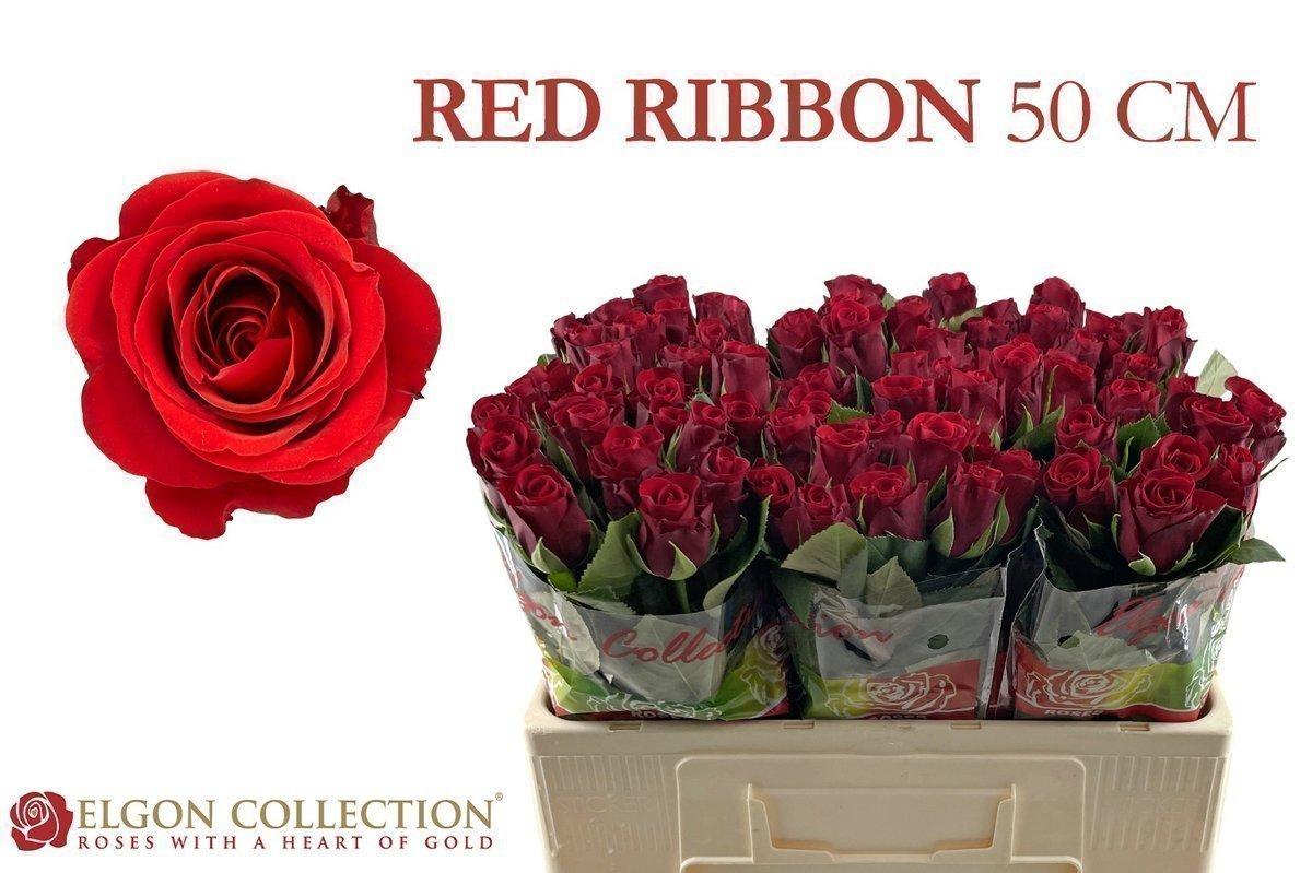 Срезанные цветы оптом Rosa large red ribbon от 80шт из Голландии с доставкой по России