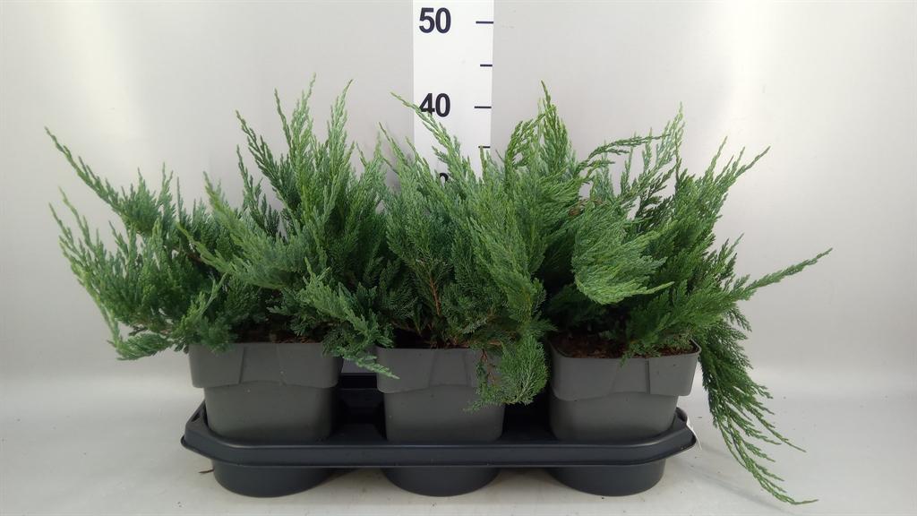 Горшечные цветы и растения оптом Juniperus Conferta blue Pacific от 3шт из Голландии с доставкой по России