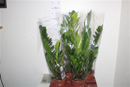 Горшечные цветы и растения оптом Zamio Zamiifolia 3-4+ от 3шт из Голландии с доставкой по России