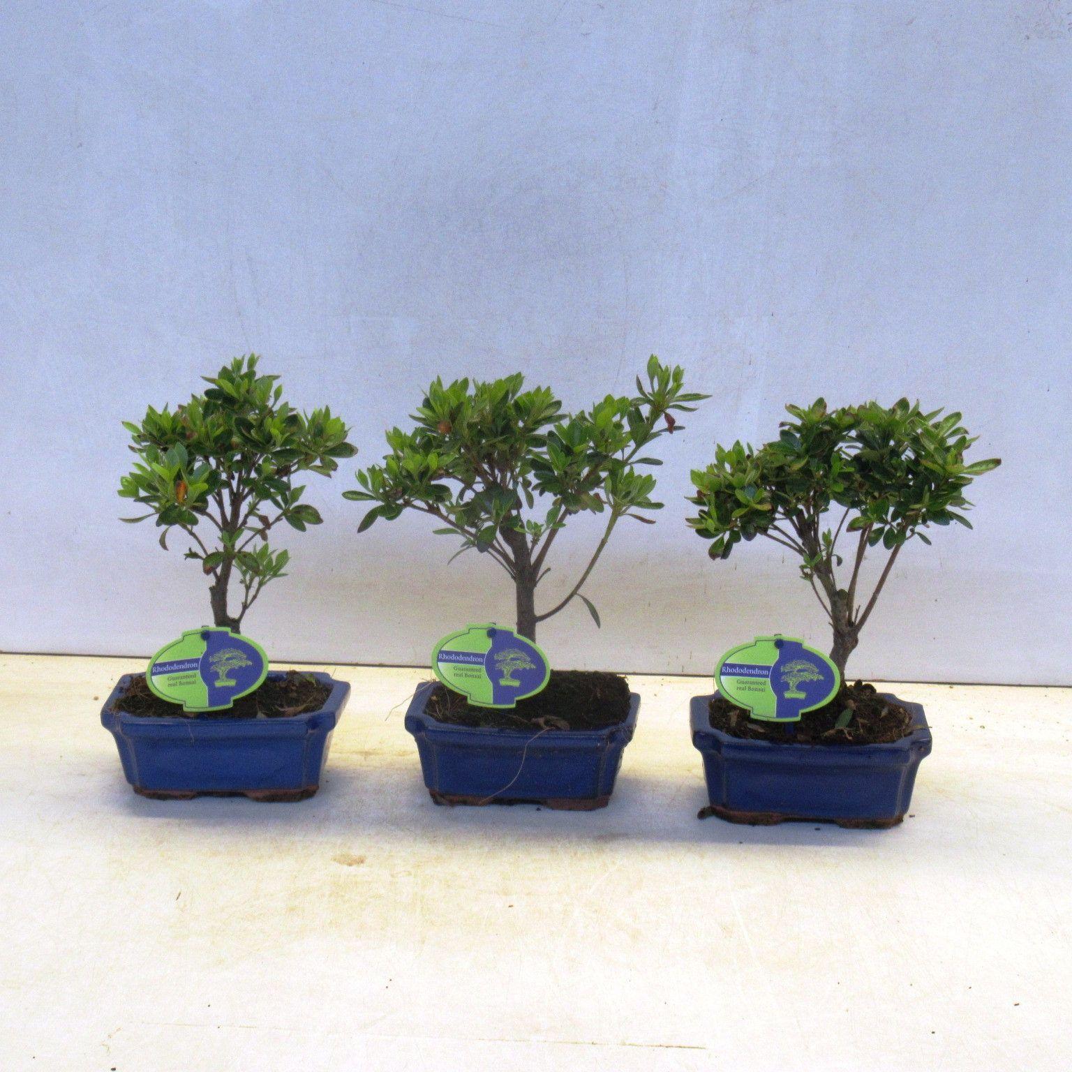 Горшечные цветы и растения оптом Bonsai Rhododendron Incicum, Broom, Without от 8шт из Голландии с доставкой по России