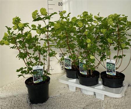 Горшечные цветы и растения оптом Vibu Op Roseum от 3шт из Голландии с доставкой по России