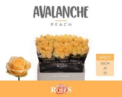 Срезанные цветы оптом Rosa la peach avalanche+ от 60шт из Голландии с доставкой по России