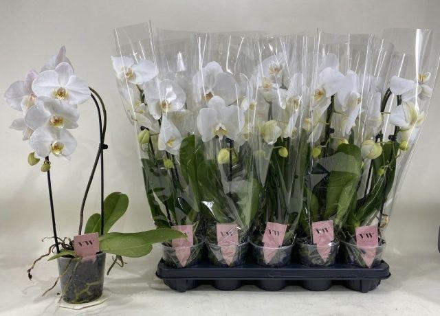 Горшечные цветы и растения оптом Phal An Glasgow от 10шт из Голландии с доставкой по России Горшечные цветы и растения оптом Phal An Glasgow от 10шт из Голландии с доставкой по России