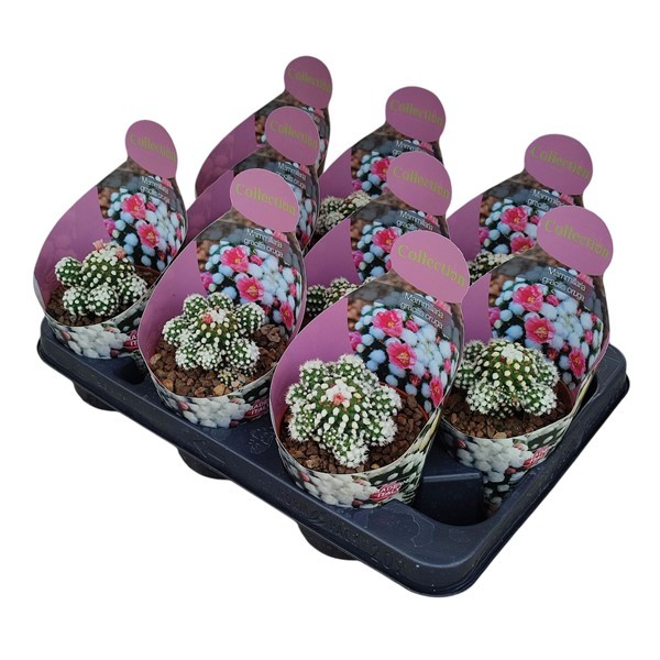 Горшечные цветы и растения оптом Mammillaria Gracilis Oruga Potcover от 9шт из Голландии с доставкой по России