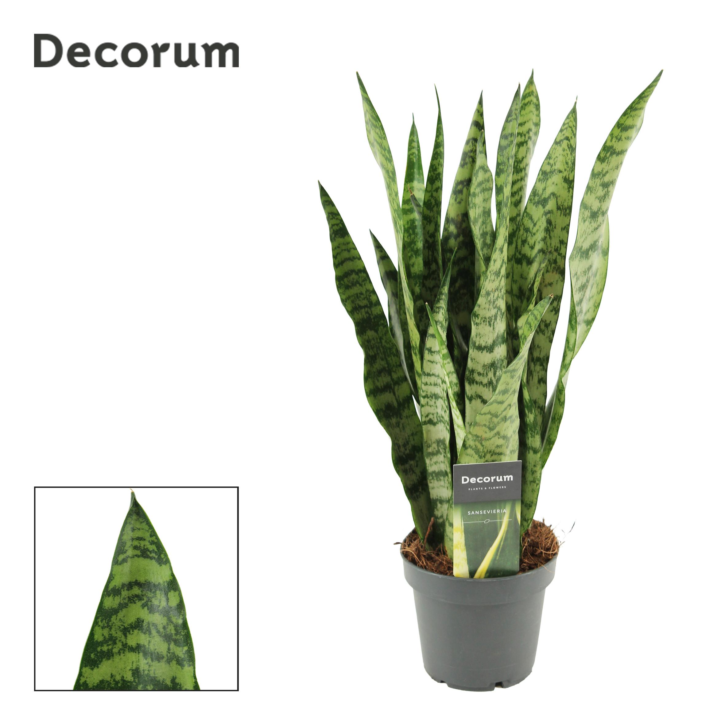 Горшечные цветы и растения оптом Sansevieria Wintergreen (decorum) от 10шт из Голландии с доставкой по России